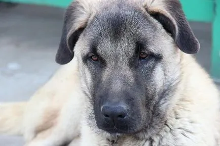 Турски Кангал (Развъдник) се размножават описание, природата снимка