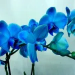 Орхидеи загниват корените, какво да се прави стъпка по стъпка
