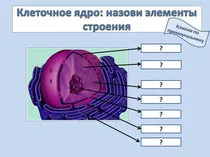 биология урок