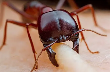 Ant захапка симптоми, лечение, народни средства за защита, какво употреба (лечение) Ant захапка симптоми, лечение, народна медицина, каква е ползата