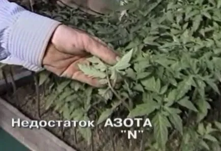 В разсад от домати листа къдря
