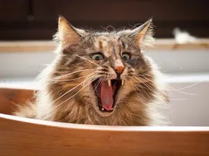 Успокояващо за Котки