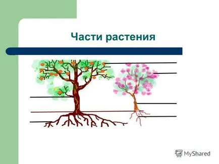 Урок по биология