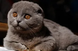 Грижа на британските котки