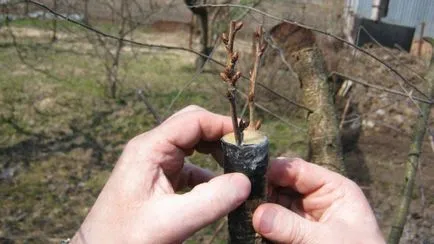 Поддръжка на градината през пролетта на основните етапи, техники, видеоклипове, снимки