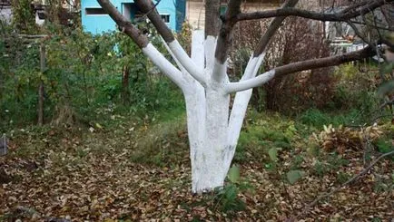 Поддръжка на градината през пролетта на основните етапи, техники, видеоклипове, снимки