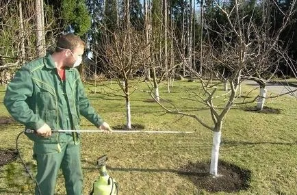Поддръжка на градината през пролетта особено урея лечение на вредители с техните ръце, фото и видео на