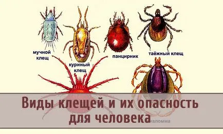 Видове акари и тяхната опасност за хората (акари) Mite видове и тяхната заплаха за човешкото