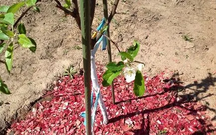 Изберете разсад плодни дървета