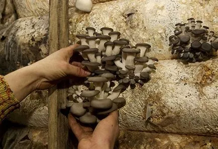Oyster гъби - расте у дома за начинаещи