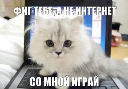 Извадки от ръководството права съдържание на за котки, джинджифил котка