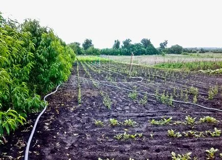 Изберете разсад плодни дървета
