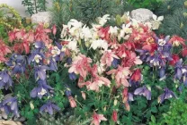 Отглеждане Aquilegia (65 снимки) засаждане и грижи, в открито поле, класа, като у дома си, от (Снимка) Отглеждане Aquilegia (65 снимки) засаждане и грижи, в открито поле, класа, като у дома си, от