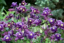 Отглеждане Aquilegia (65 снимки) засаждане и грижи, в открито поле, класа, като у дома си, от (Aquilegia) Отглеждане Aquilegia (65 снимки) засаждане и грижи, в открито поле, класа, като у дома си, от