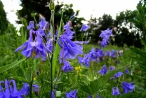 Отглеждане Aquilegia (65 снимки) засаждане и грижи, в открито поле, класа, като у дома си, от (отглеждането) Отглеждане Aquilegia (65 снимки) засаждане и грижи, в открито поле, класа, като у дома си, от