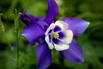 Отглеждане Aquilegia (65 снимки) засаждане и грижи, в открито поле, класа, като у дома си, от (площадката) Отглеждане Aquilegia (65 снимки) засаждане и грижи, в открито поле, класа, като у дома си, от
