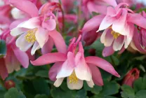 Отглеждане Aquilegia (65 снимки) засаждане и грижи, в открито поле, класа, като у дома си, от (отглеждането) Отглеждане Aquilegia (65 снимки) засаждане и грижи, в открито поле, класа, като у дома си, от