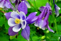 Отглеждане Aquilegia (65 снимки) засаждане и грижи, в открито поле, класа, като у дома си, от (Aquilegia) Отглеждане Aquilegia (65 снимки) засаждане и грижи, в открито поле, класа, като у дома си, от