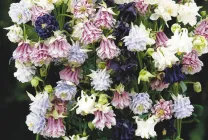 Отглеждане Aquilegia (65 снимки) засаждане и грижи, в открито поле, класа, като у дома си, от (отглеждането) Отглеждане Aquilegia (65 снимки) засаждане и грижи, в открито поле, класа, като у дома си, от