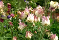Отглеждане Aquilegia (65 снимки) засаждане и грижи, в открито поле, класа, като у дома си, от (Aquilegia) Отглеждане Aquilegia (65 снимки) засаждане и грижи, в открито поле, класа, като у дома си, от