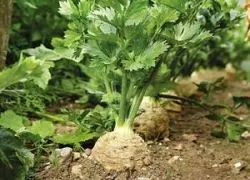 Отглеждане целина в страната, в условията на технологиите, открито място, най-вече как да расте