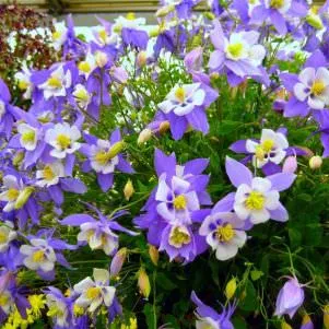 Отглеждане Aquilegia (65 снимки) засаждане и грижи, в открито поле, класа, като у дома си, от (площадката) Отглеждане Aquilegia (65 снимки) засаждане и грижи, в открито поле, класа, като у дома си, от