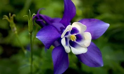Отглеждане Aquilegia (65 снимки) засаждане и грижи, в открито поле, класа, като у дома си, от (Снимка) Отглеждане Aquilegia (65 снимки) засаждане и грижи, в открито поле, класа, като у дома си, от