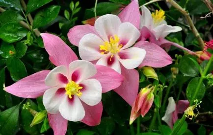 Отглеждане Aquilegia (65 снимки) засаждане и грижи, в открито поле, клас, у дома, на (грижи) Отглеждане Aquilegia (65 снимки) засаждане и грижи, в открито поле, класа, като у дома си, от