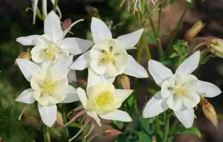 Отглеждане Aquilegia (65 снимки) засаждане и грижи, в открито поле, класа, като у дома си, от (отглеждането) Отглеждане Aquilegia (65 снимки) засаждане и грижи, в открито поле, класа, като у дома си, от