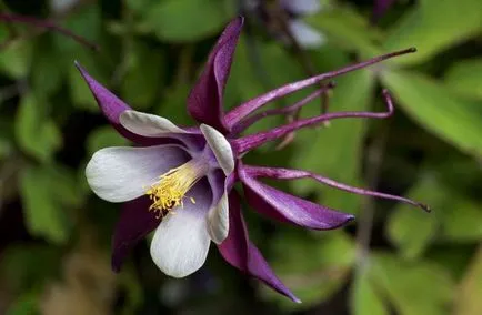 Отглеждане Aquilegia (65 снимки) засаждане и грижи, в открито поле, клас, у дома, на (грижи) Отглеждане Aquilegia (65 снимки) засаждане и грижи, в открито поле, класа, като у дома си, от