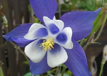 Отглеждане Aquilegia (65 снимки) засаждане и грижи, в открито поле, класа, като у дома си, от (площадката) Отглеждане Aquilegia (65 снимки) засаждане и грижи, в открито поле, класа, като у дома си, от