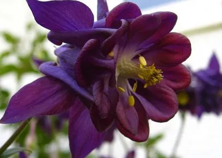 Отглеждане Aquilegia (65 снимки) засаждане и грижи, в открито поле, клас, у дома, на (грижи) Отглеждане Aquilegia (65 снимки) засаждане и грижи, в открито поле, класа, като у дома си, от