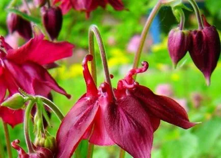 Отглеждане Aquilegia (65 снимки) засаждане и грижи, в открито поле, класа, като у дома си, от (Aquilegia) Отглеждане Aquilegia (65 снимки) засаждане и грижи, в открито поле, класа, като у дома си, от