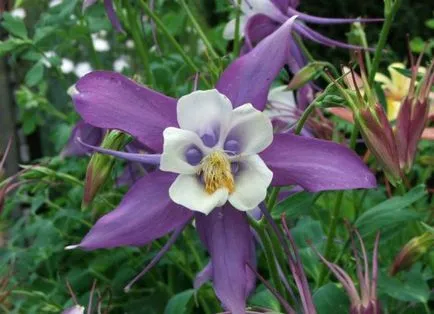 Отглеждане Aquilegia (65 снимки) засаждане и грижи, в открито поле, класа, като у дома си, от (Снимка) Отглеждане Aquilegia (65 снимки) засаждане и грижи, в открито поле, класа, като у дома си, от