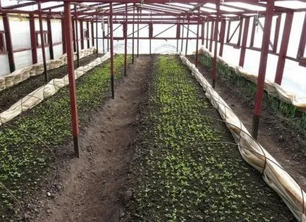Отглеждане репички в оранжерия кога да засадят и как да се грижим за репички