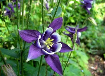 Отглеждане Aquilegia (65 снимки) засаждане и грижи, в открито поле, класа, като у дома си, от (площадката) Отглеждане Aquilegia (65 снимки) засаждане и грижи, в открито поле, класа, като у дома си, от