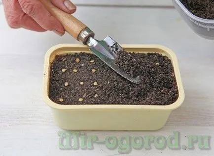Отглеждане чушки от семена у дома