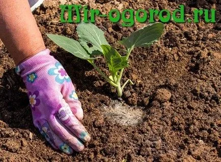 Отглеждане къдраво зеле на открито място