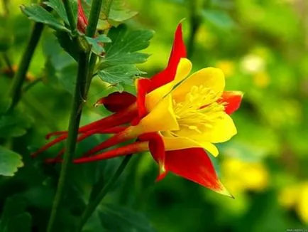 Отглеждане Aquilegia (65 снимки) засаждане и грижи, в открито поле, класа, като у дома си, от (Снимка) Отглеждане Aquilegia (65 снимки) засаждане и грижи, в открито поле, класа, като у дома си, от