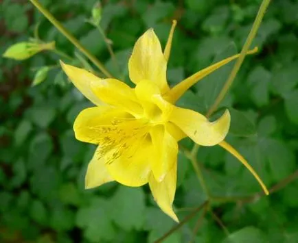 Отглеждане Aquilegia (65 снимки) засаждане и грижи, в открито поле, класа, като у дома си, от (Aquilegia) Отглеждане Aquilegia (65 снимки) засаждане и грижи, в открито поле, класа, като у дома си, от