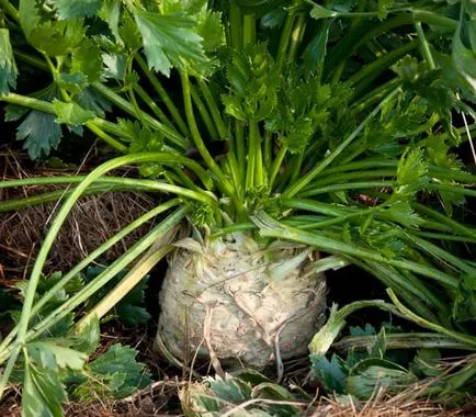 Отглеждане целина в страната, в условията на технологиите, открито място, най-вече как да расте