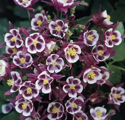 Отглеждане Aquilegia (65 снимки) засаждане и грижи, в открито поле, класа, като у дома си, от (Снимка) Отглеждане Aquilegia (65 снимки) засаждане и грижи, в открито поле, класа, като у дома си, от