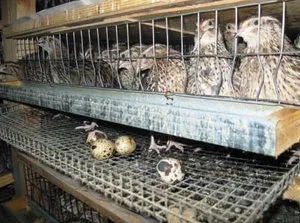 Пъдпъдък в условията домашната клетка