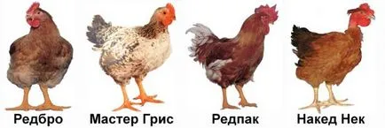 Как да се размножават пиле