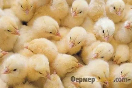 Как да се размножават пиле