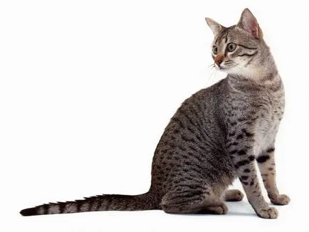 Порода котки диви котки