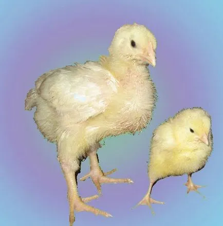 Как да се размножават пиле