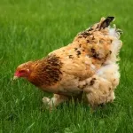 Ние разберете какво Уен и как изглежда (да са здрави) Ние разберете какво Уен и как изглежда