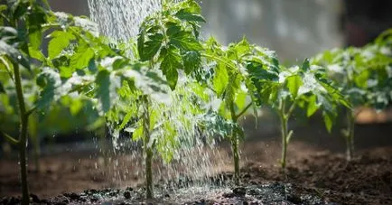 Листно подхранване кога, защо и колко