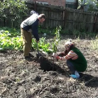 Felt череша снимка и описание на сортовете, грижи, отглеждане и резитба череша Felt